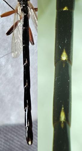 Réf. 352 545 : Megarhyssa rixator